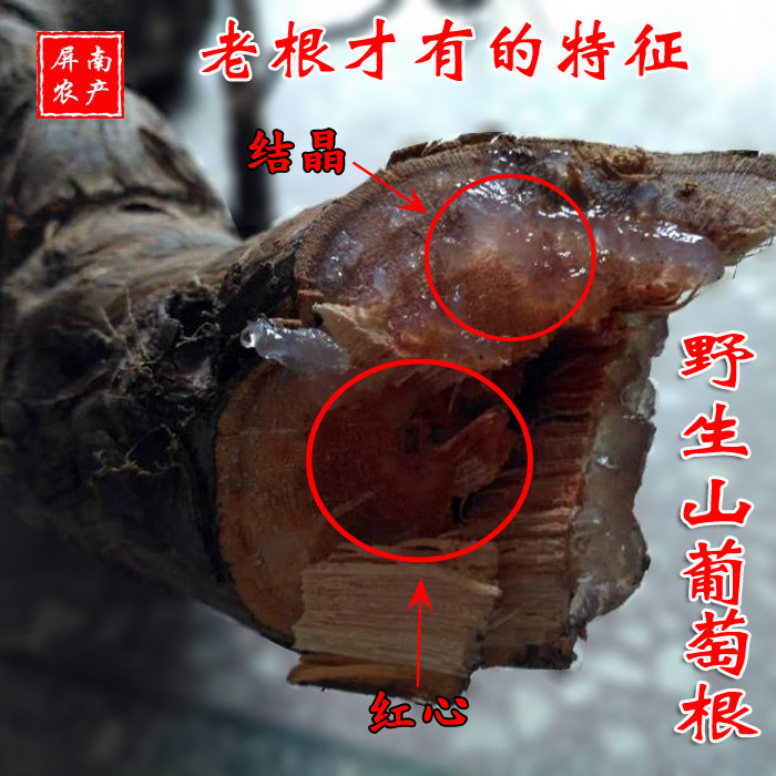 新货深山野葡萄根 山葡萄根 蛇葡萄根干片中药材500克包邮