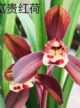 【富贵红荷】建兰四季兰红色花荷瓣花浓香型室内花卉盆栽绿植好养