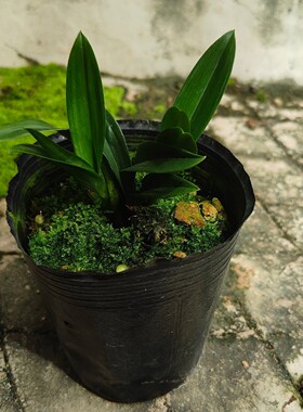 【青达摩】矮种青叶灵素达摩室内花卉绿植兰花桌面盆栽墨兰