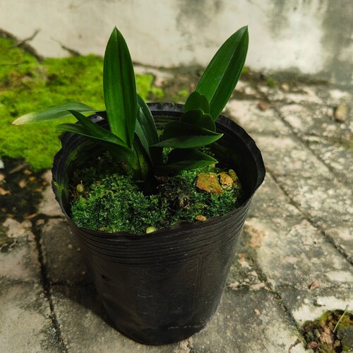 【青达摩】矮种青叶灵素达摩室内花卉绿植兰花桌面盆栽墨兰