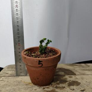 初雪石化桧趣味柏树 窗台石化桧盆栽实物  斑叶石化桧微型办公桌