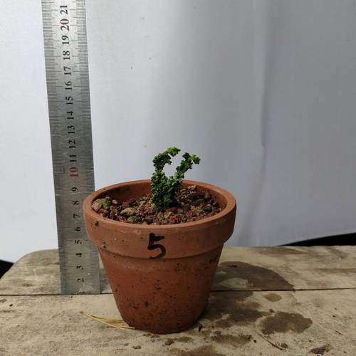 原生初雪石化桧办公桌阳台盆栽实