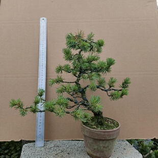 原生那须五针松盆景四国五针松微型实物小品宝塔型籽播苗老盆包邮