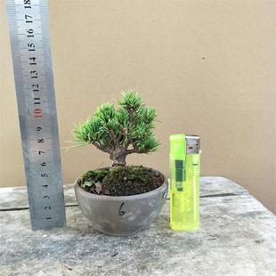 明星五针松福泉九重黄金宫岛 金针大阪松那须娘五菱阁雪月花宝莱