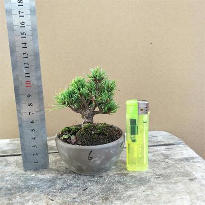 福泉明星宝来五菱阁那须黄金宫岛