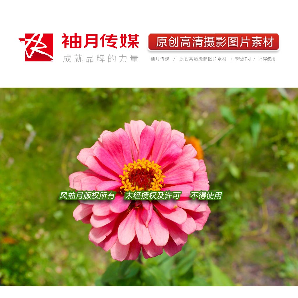 1张百日菊高清摄影图片园林绿化植物花草粉色菊花头像