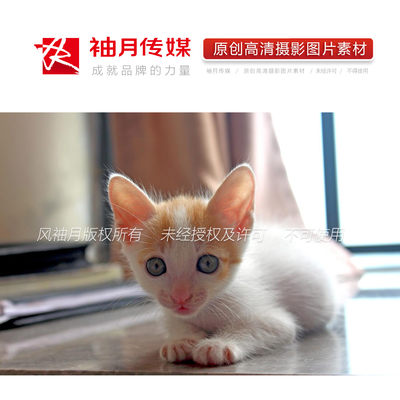 2张瞪大眼睛关注猫咪高清原创摄影图片 动物宠物猫咪广告图片素材