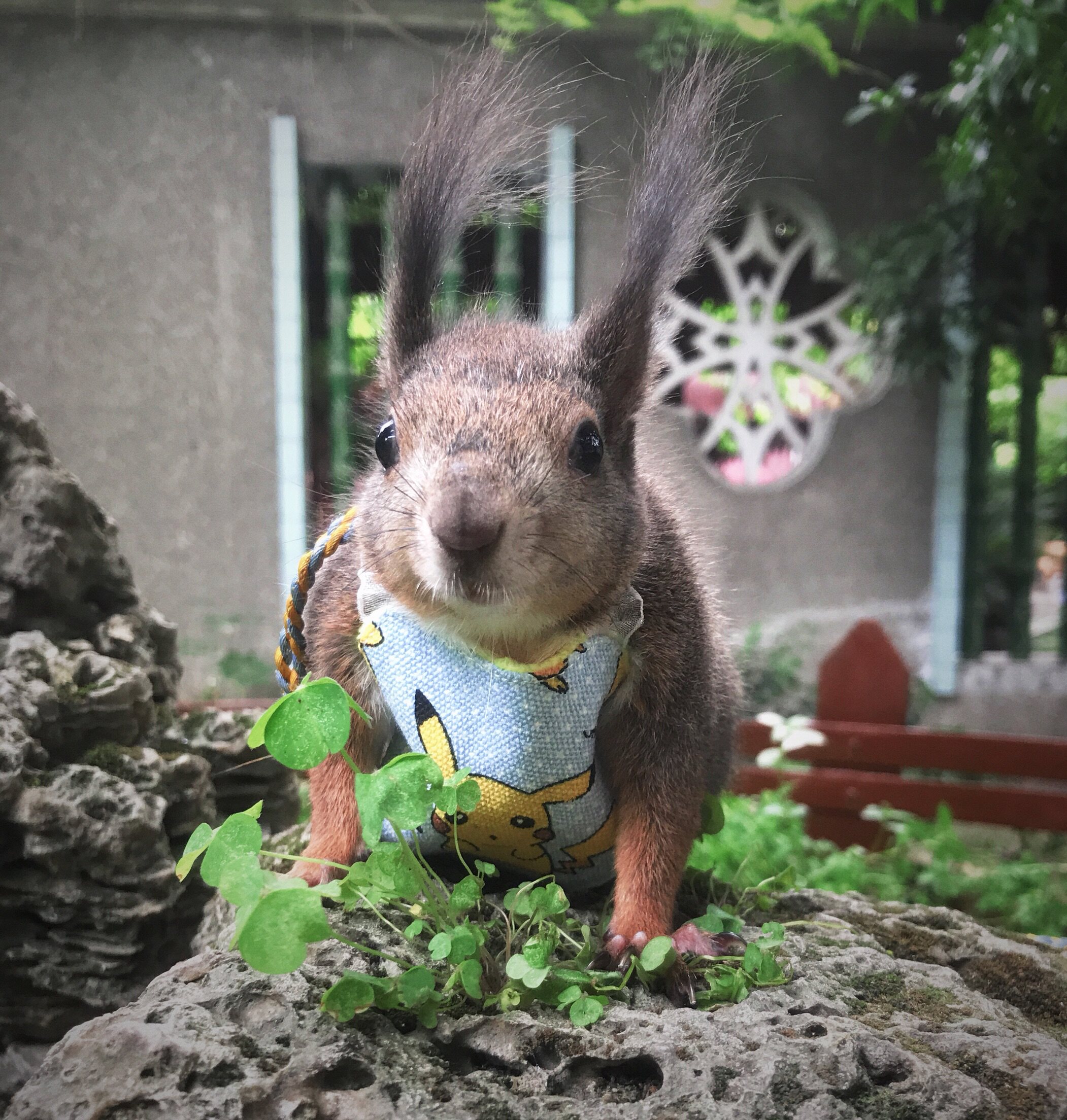 【奥利奥】松鼠衣服 松鼠肚兜 方便好穿 皮卡丘肚兜 卖萌可耻