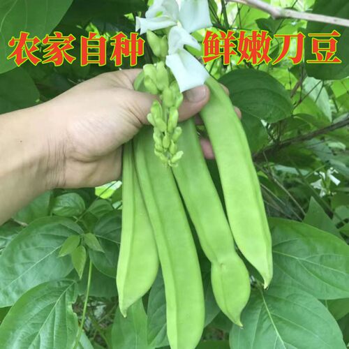 新鲜现摘刀豆鲜嫩青刀豆