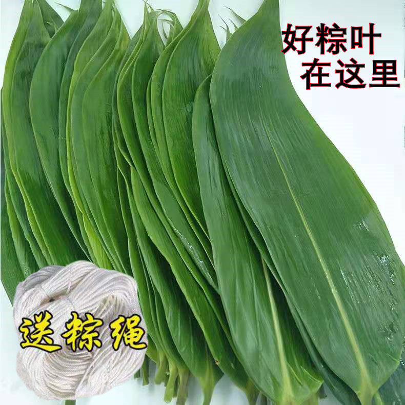 粽叶新鲜现摘特大箬叶包粽子的叶子竹叶大号江西纯天然野生粽子叶