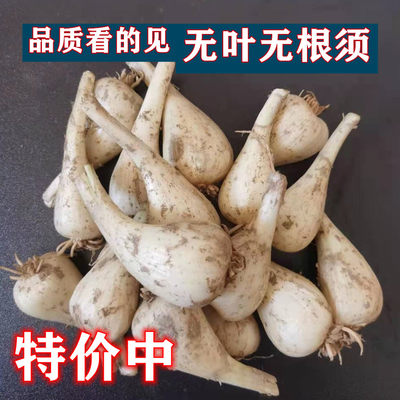 荞头新鲜农家蔬菜无叶种子大个