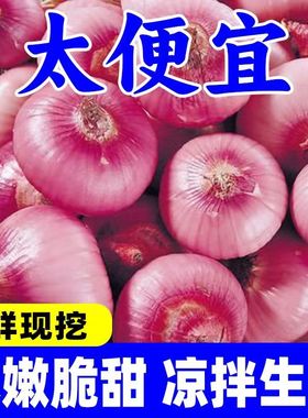 正宗水果洋葱甜味生吃不辣新鲜蔬菜紫皮甜洋葱非云南山东二红圆葱