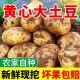 正宗小土豆新鲜炸薯片迷你黄心马铃薯农家自种蔬菜非云南恩施2024