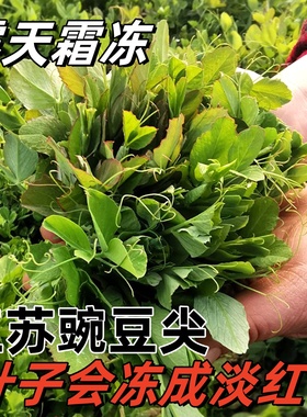 顺丰豌豆尖新鲜蔬菜现摘当季豌豆苗时令苏北农家自种露天霜冻豆苗