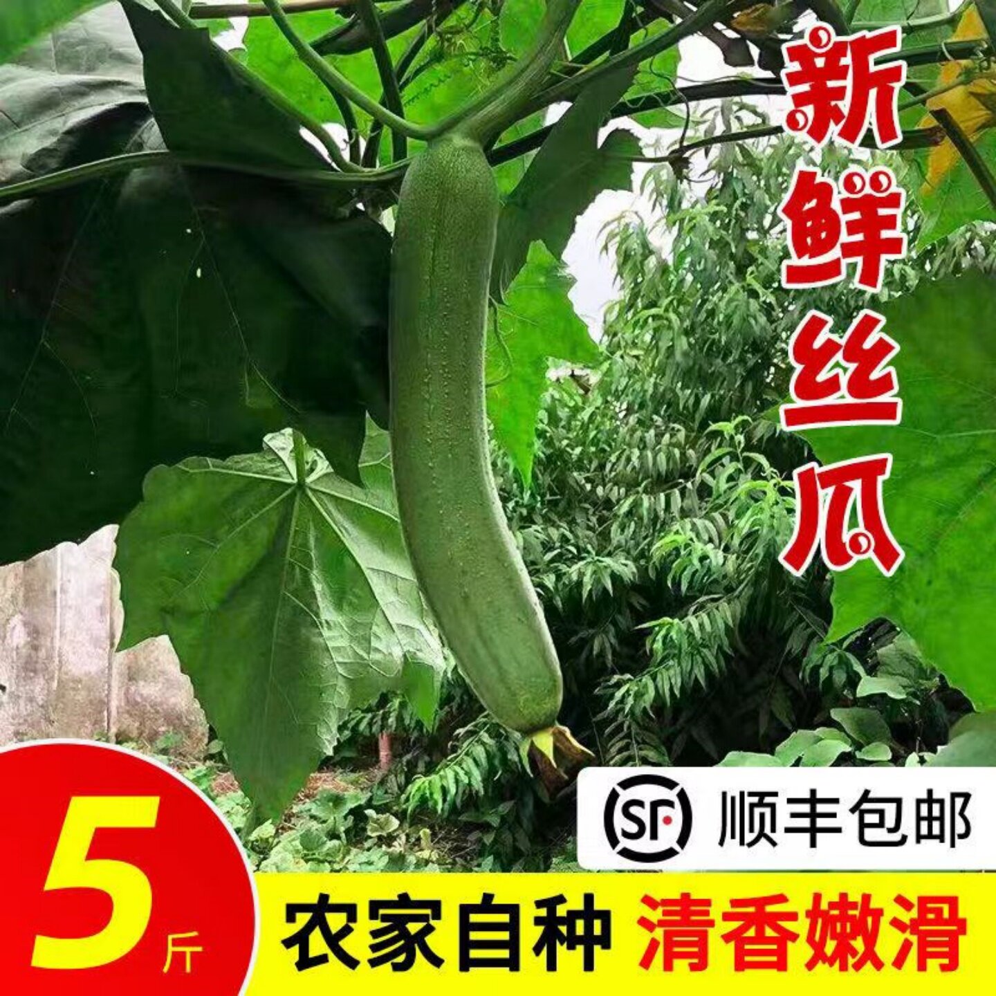 顺丰丝瓜新鲜蔬菜苏北农家短胖油丝瓜肉丝瓜农家香丝瓜油丝瓜东台