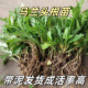 马兰头苗新鲜马兰头根苗种子苏北农家自种马兰野菜新鲜蔬菜种植