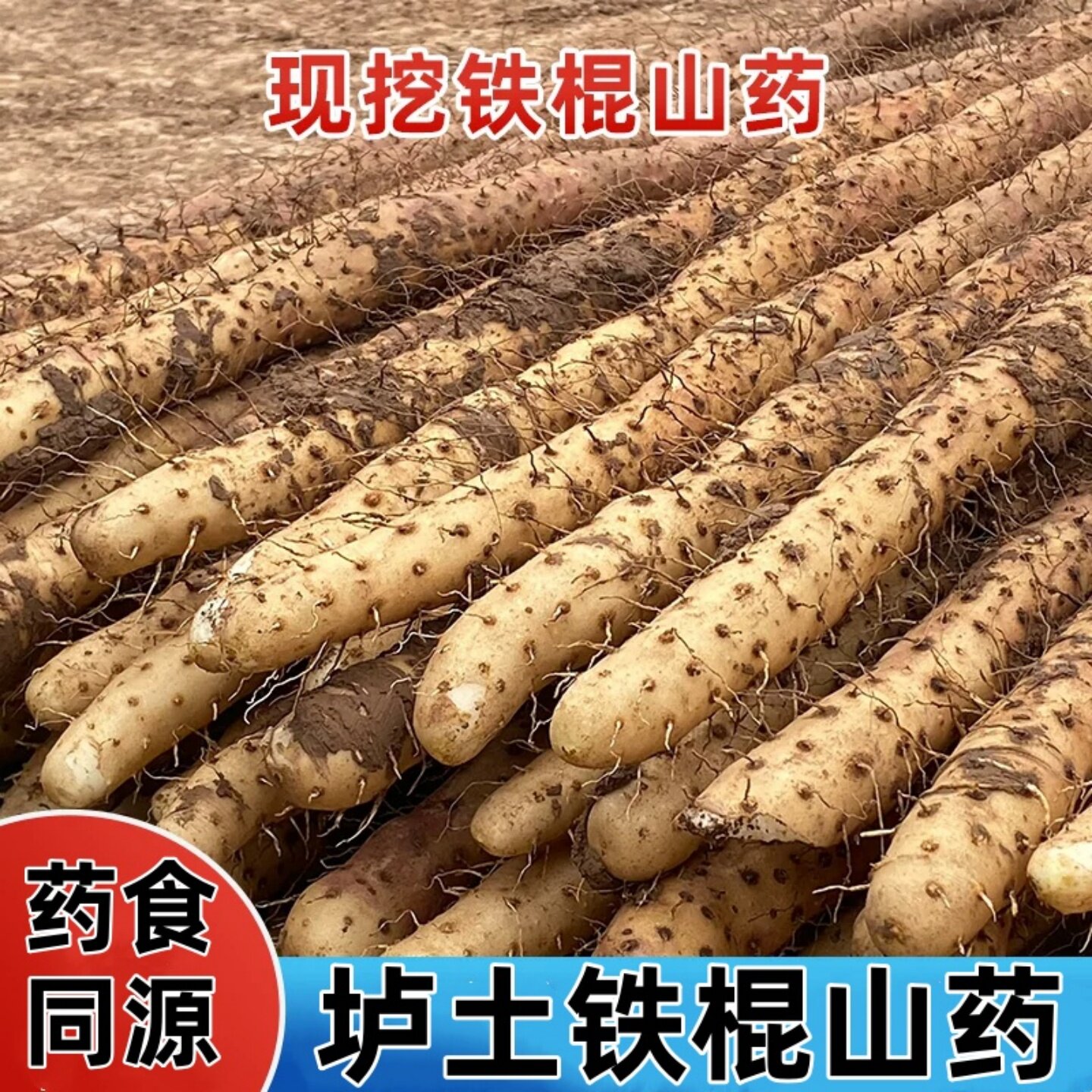 正宗铁棍山药新鲜蔬菜怀山药铁杆小白嘴非河南焦作温县垆土淮山菜