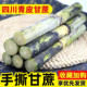 正宗四川青皮甘蔗新鲜批发水果新鲜当季 整箱一级中段薄皮鲜甘蔗