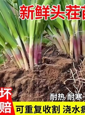 本地韭菜根苗紫根红根宽叶韭菜根农家种植大宽叶老品种四季根苗