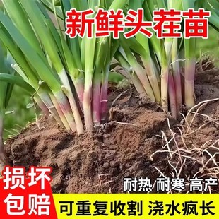 本地韭菜根苗紫根红根宽叶韭菜根农家种植大宽叶老品种四季根苗