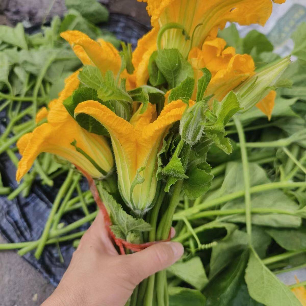 南瓜花新鲜专吃南瓜尖南瓜藤当季蔬菜农家自种时令菜顺丰包邮食用