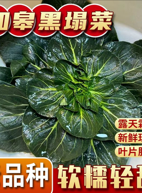 顺丰江苏南通海安如皋黑塔菜菜露天霜冻新鲜黑塌菜趴地菜塌菜农家