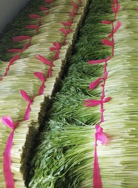 水芹菜新鲜江苏农家蔬菜无节水芹现摘现发包邮非野水芹去叶小叶芹