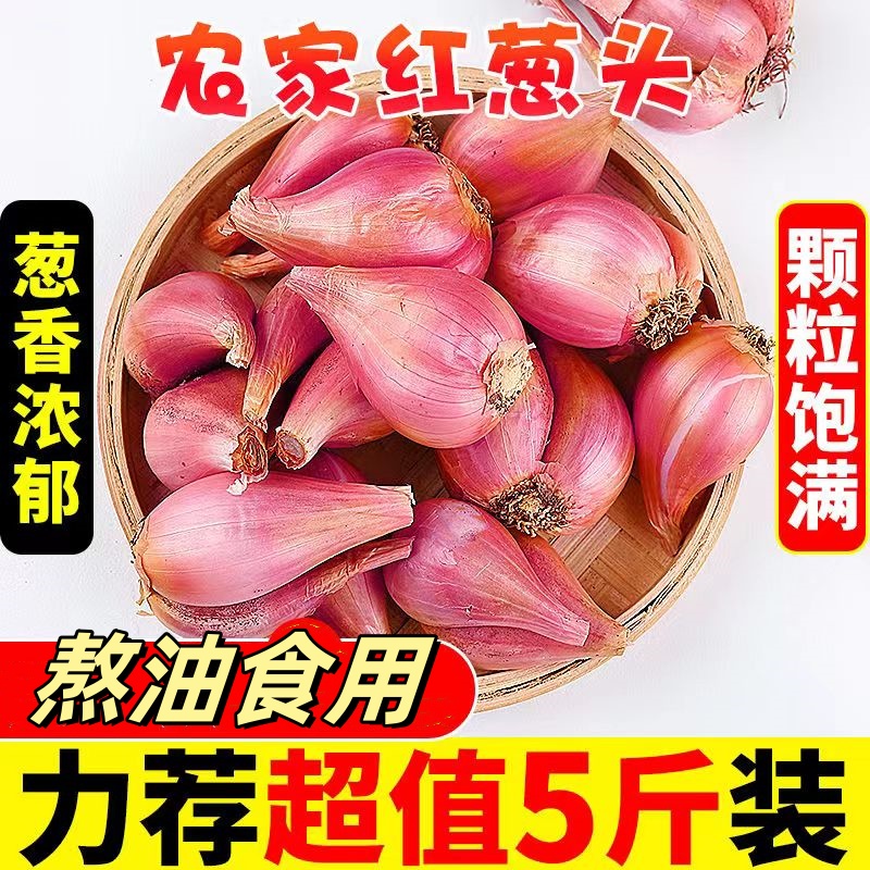 正宗饱满红葱头广东四季种植食用