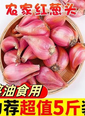 正宗红葱头干葱头红葱头种商用葱种香葱头小葱头火葱头四川非广东