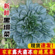 顺丰江苏南通海安如皋黑趴趴菜露天霜冻新鲜黑塌菜趴地菜塌菜农家