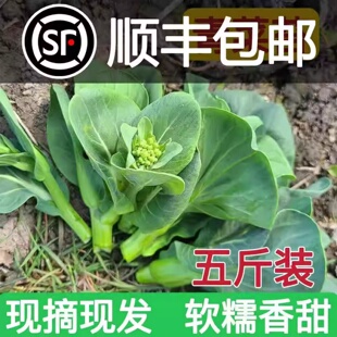 菜苔新鲜菜头苏州青时令蔬菜当季 苏北农家自种青菜上海青现摘菜心