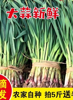 蒜苗新鲜大蒜苏北农家自种蔬菜当季现摘现发顺丰包邮江苏时令菜