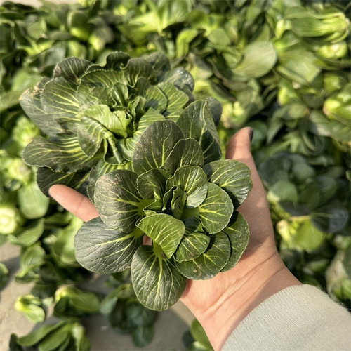 苏北农家现摘矮脚青菜新鲜时令