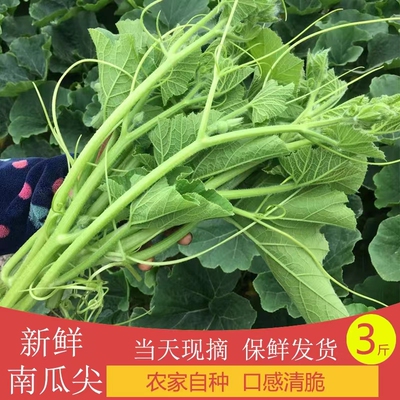 江苏南瓜藤新鲜顺丰发货