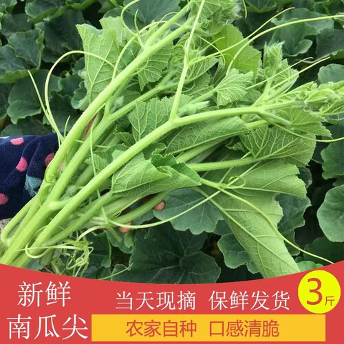 江苏南瓜藤新鲜顺丰发货