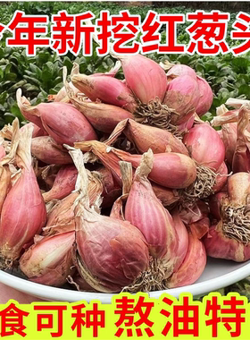 葱头香葱头红葱头火葱头种正宗四季香新鲜小葱头苏北农家自种小葱
