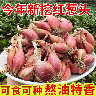 葱头香葱头红葱头火葱头种正宗四季香新鲜小葱头苏北农家自种小葱