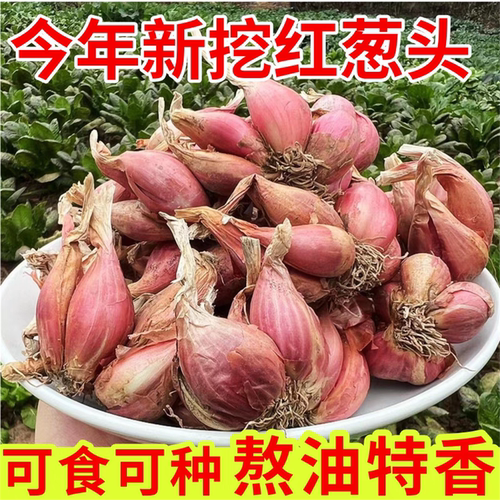 正宗香葱头种四季香新鲜小葱