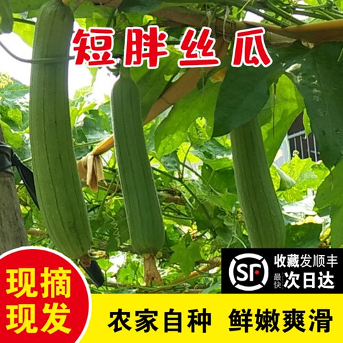 苏北短棒新鲜香丝瓜现摘时令蔬菜