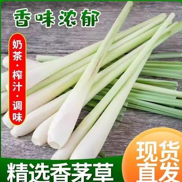 品质香茅新鲜香茅草食用蔬菜农家自种现摘现发时令应季柠檬草香料
