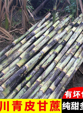 正宗四川青皮甘蔗新鲜批发水果新鲜当季整箱一级中段薄皮鲜甘蔗
