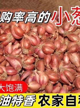葱头香葱头种小葱四季小香葱头新鲜蔬菜四川火葱头种葱本地红葱头