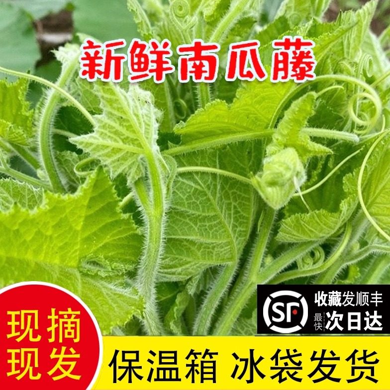 顺丰江苏嫩南瓜藤南瓜尖新鲜蔬菜专吃南瓜藤尖时令当季菜佛手瓜尖