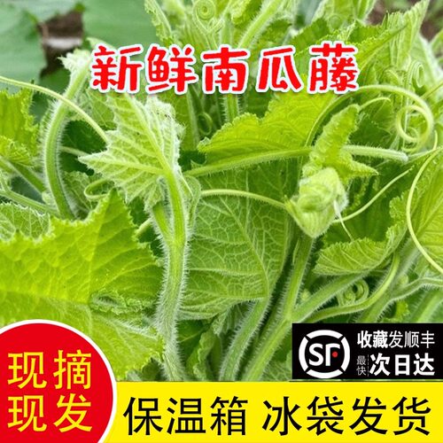 顺丰江苏南瓜藤现摘现发