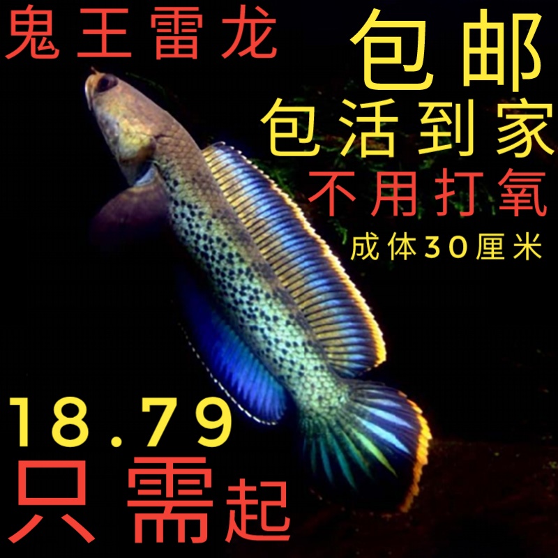 鬼王雷龙鱼苗巴卡蓝宝石幻蓝七彩奶茶火背酒红黄金眼镜观赏鱼活体