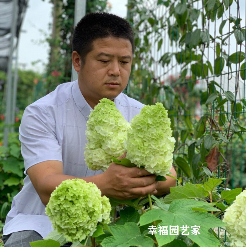 幸福园艺家和声哈曼尼雪花现货日本栎叶绣球耐热盆栽带花苞包邮