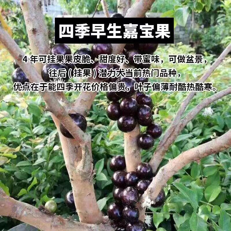 四季红妃早生品种嘉宝果含盆1.3米三公分粗左右5-6年树龄当年结果