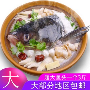 包邮 大部分地区 胖头鱼花鲢鱼头鳙鱼头超大新鲜淡水鱼 千岛湖鱼头