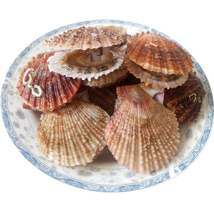 小红贝 新鲜鲜活扇贝带壳扇贝肉现捞虾夷贝山东威海海鲜贝类500g