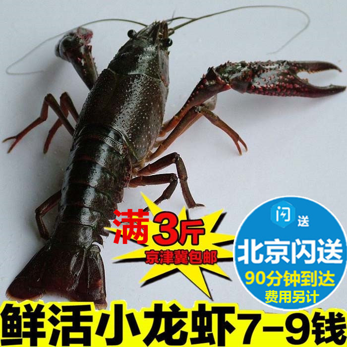 鲜活小龙虾 洪湖盱眙清水小龙虾麻辣新鲜 规格7-9钱 北京满额闪送